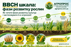 BBCH: что это за шкала и как определить фазу развития растений фото