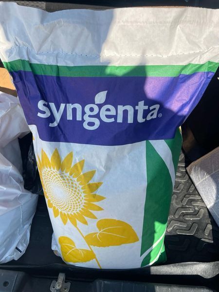 Гибрид подсолнечника Сайберик HTS, под гранстар, Экспресс, среднестилый - Syngenta 2976177627 фото