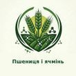 Семена пшеницы и ячменя