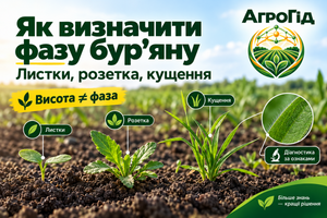 Як визначити фазу бур&rsquo;яну в полі: сім&rsquo;ядолі, листки, розетка і кущення фото