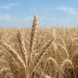 Насіння озимої пшениці ОСПІ Пріор 1 репродукція &mdash; купити, ціна | AGROPROS 456789 фото 3