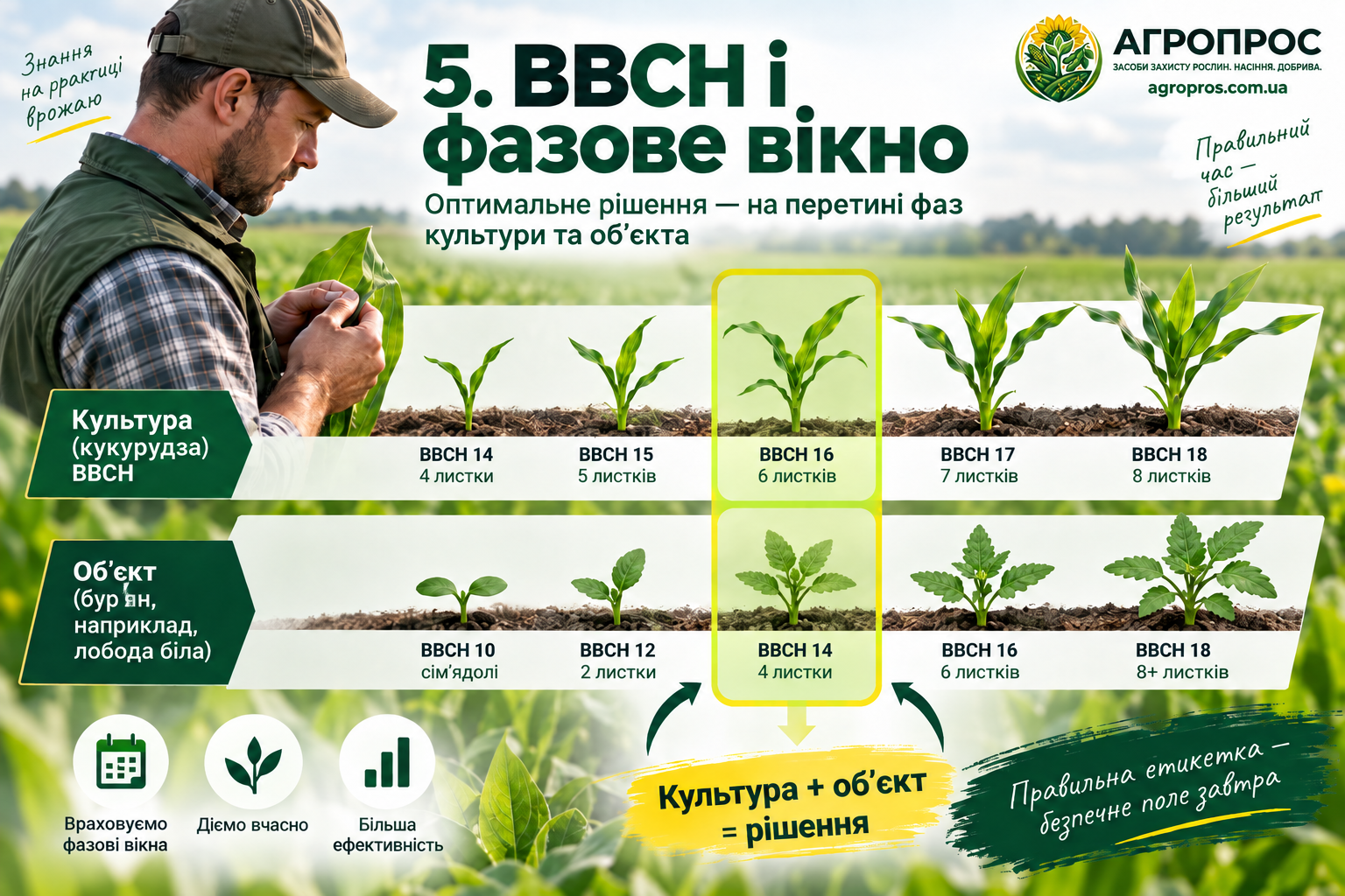 BBCH и фазовое окно