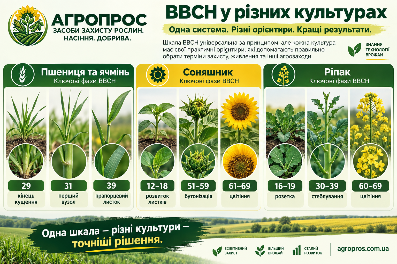 BBCH у разных культур
