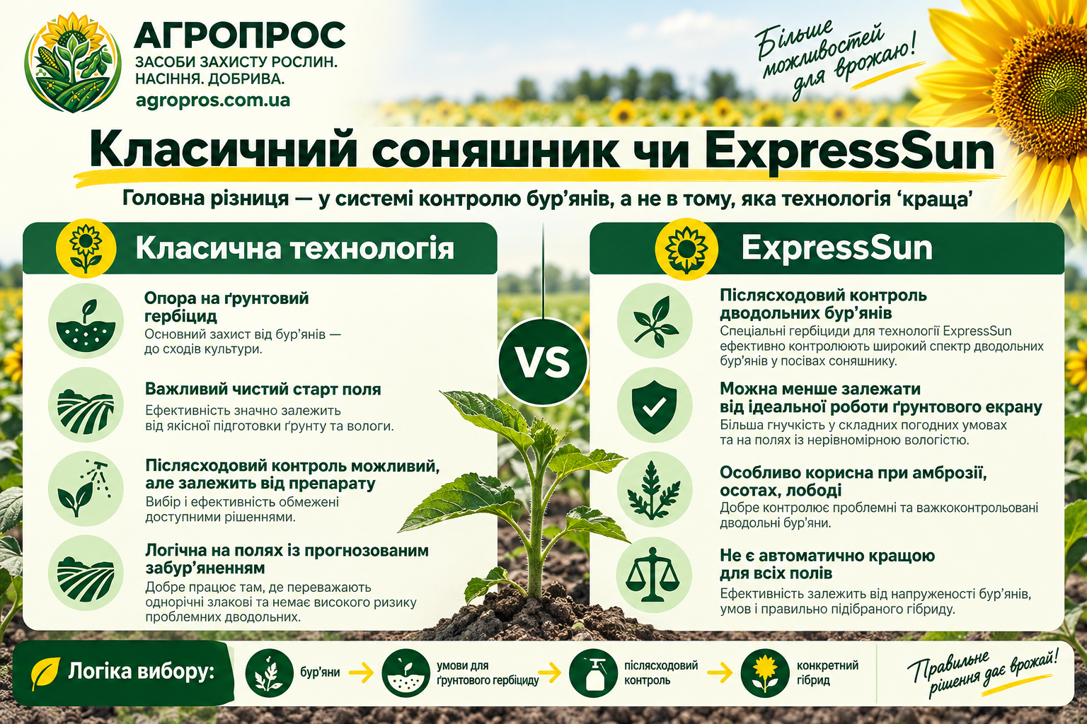 Классический подсолнечник или ExpressSun
