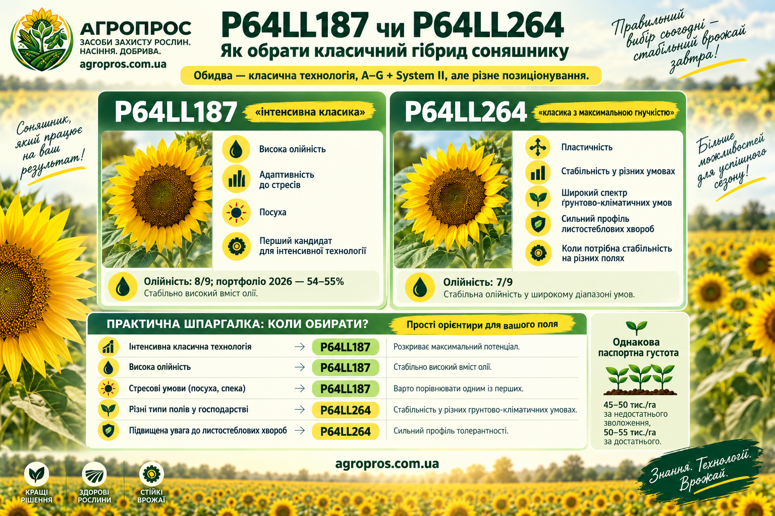 P64LL187 чи P64LL264 — порівняння класичних гібридів Pioneer