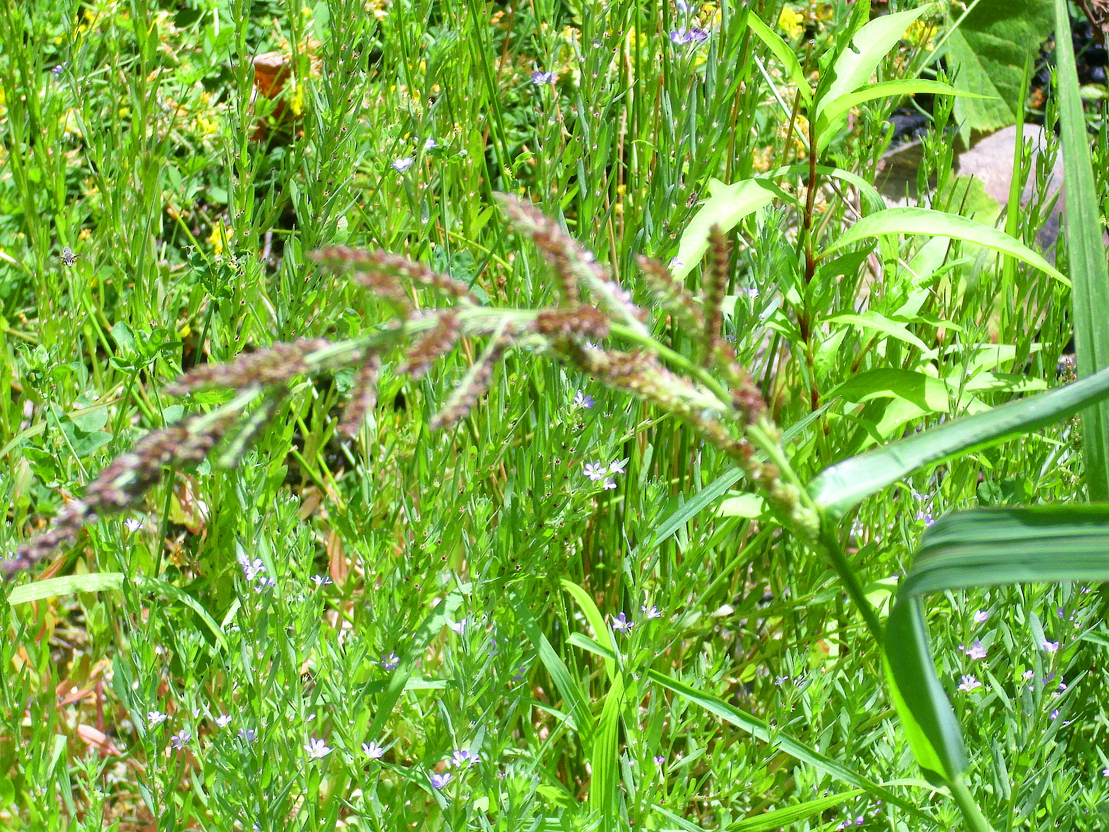 Ежовник обыкновенный (Echinochloa crus-galli), общий вид растения