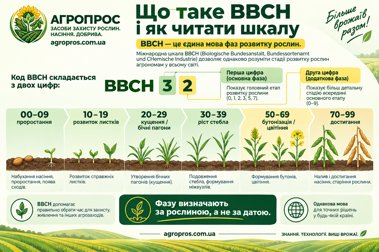 Что такое BBCH и как читать шкалу