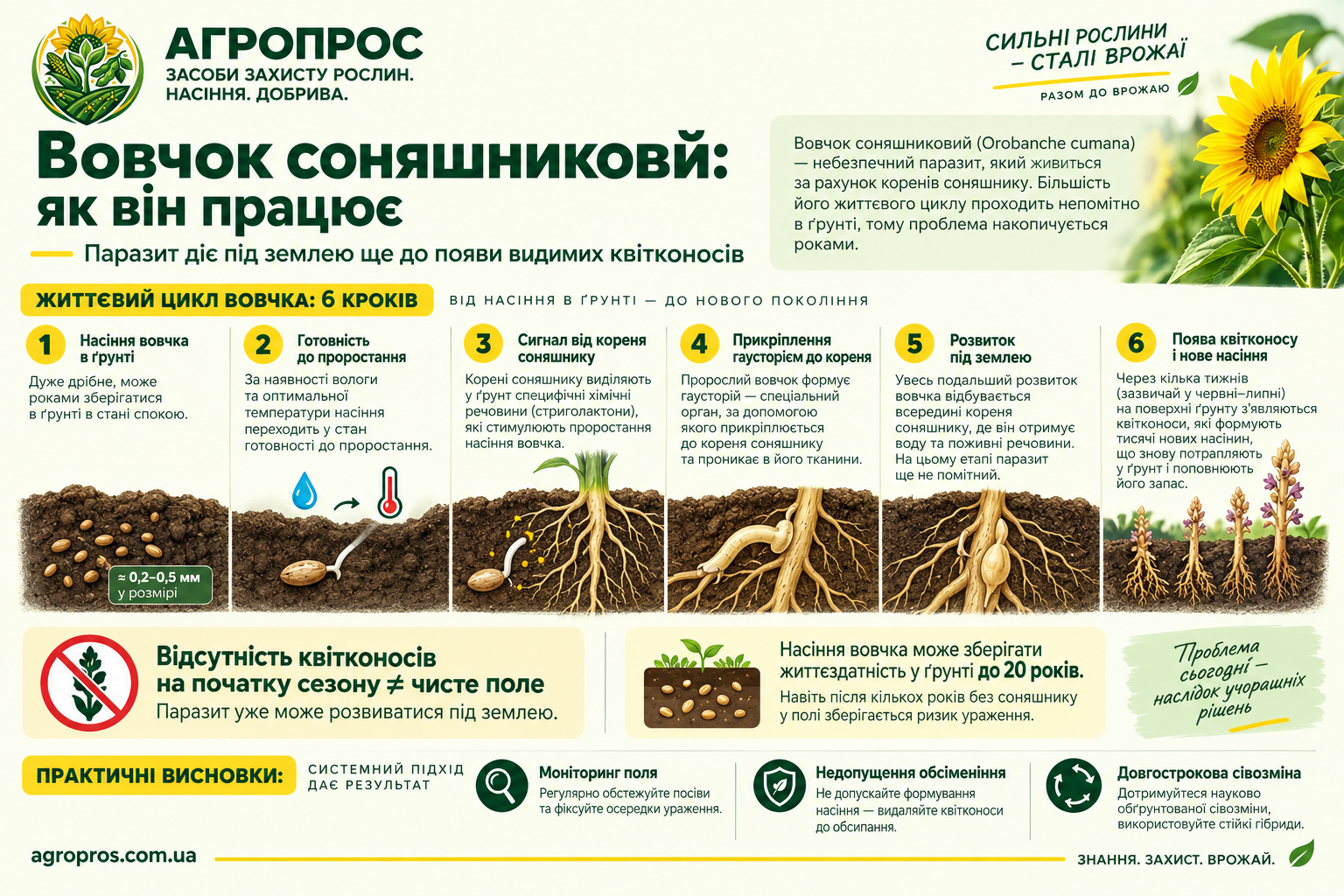 Життєвий цикл вовчка соняшникового Orobanche cumana